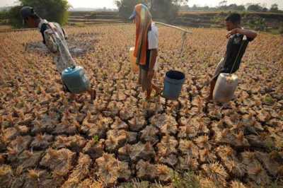 Kekeringan mengakibatkan kerusakan lingkungan