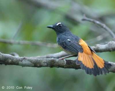 Bunga Jeumpa atau Cempaka Kuning (Magnolia champaca)