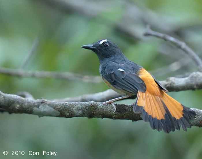 Bunga Jeumpa atau Cempaka Kuning (Magnolia champaca)