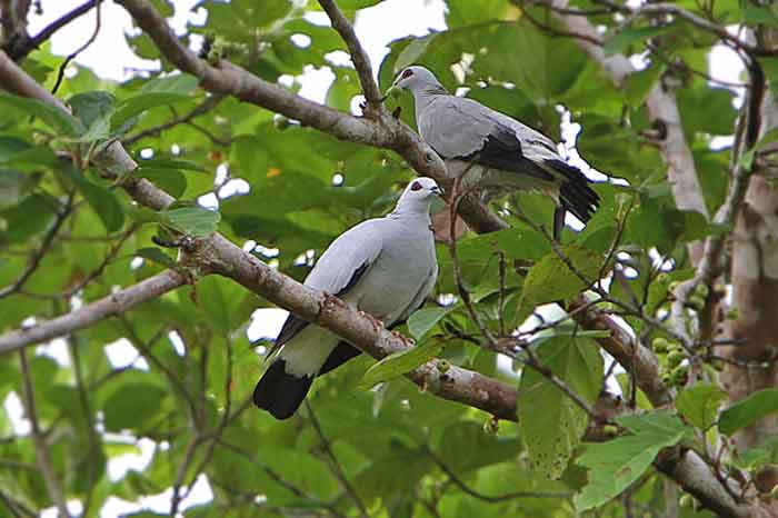 Merpati Hutan Perak Columba argentina