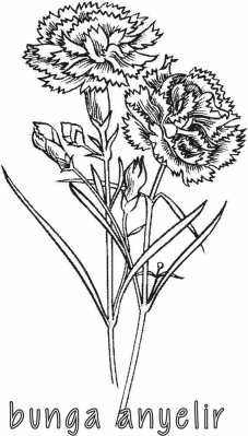 Bunga Anyelir