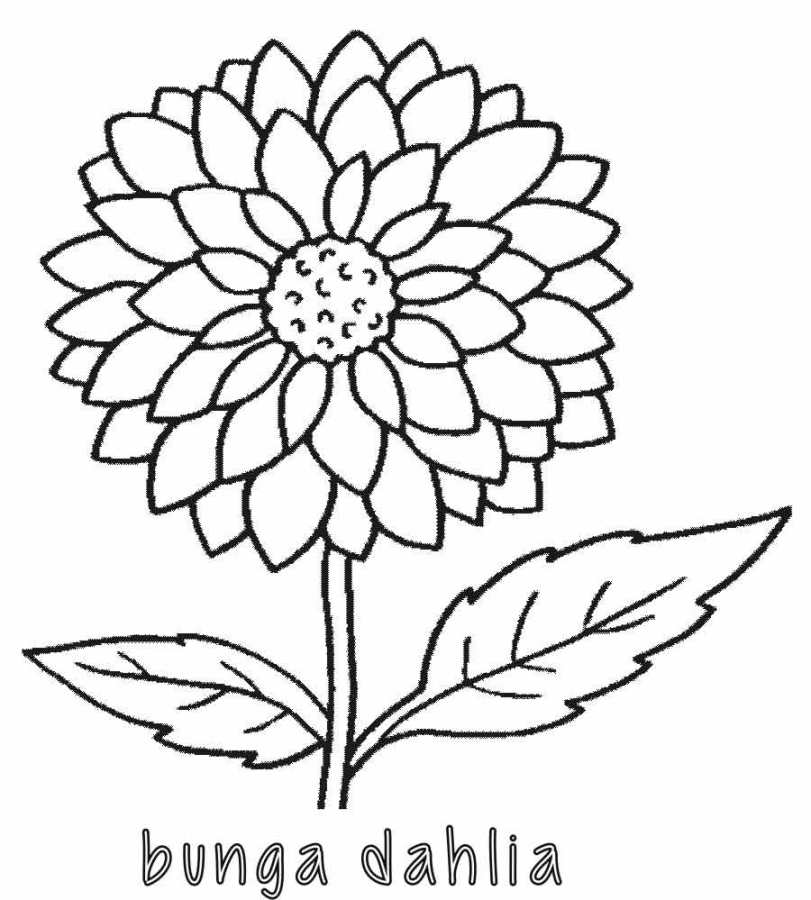 Mewarnai Bunga Dahlia