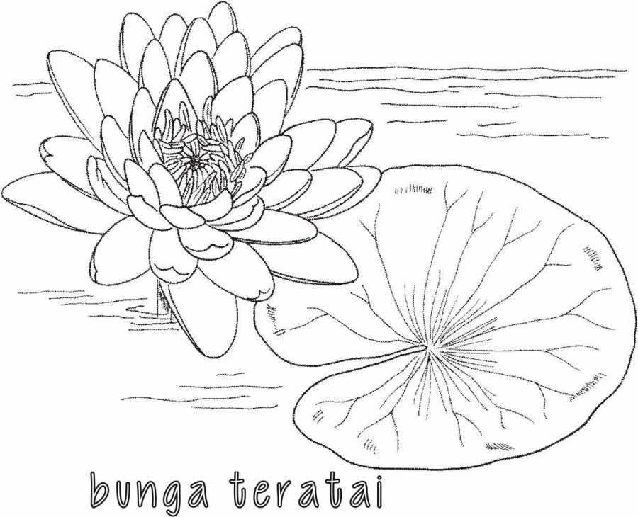 Mewarnai Bunga Teratai