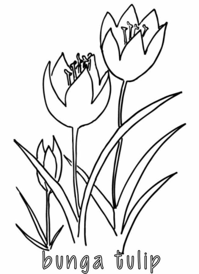 Mewarnai Bunga Tulip
