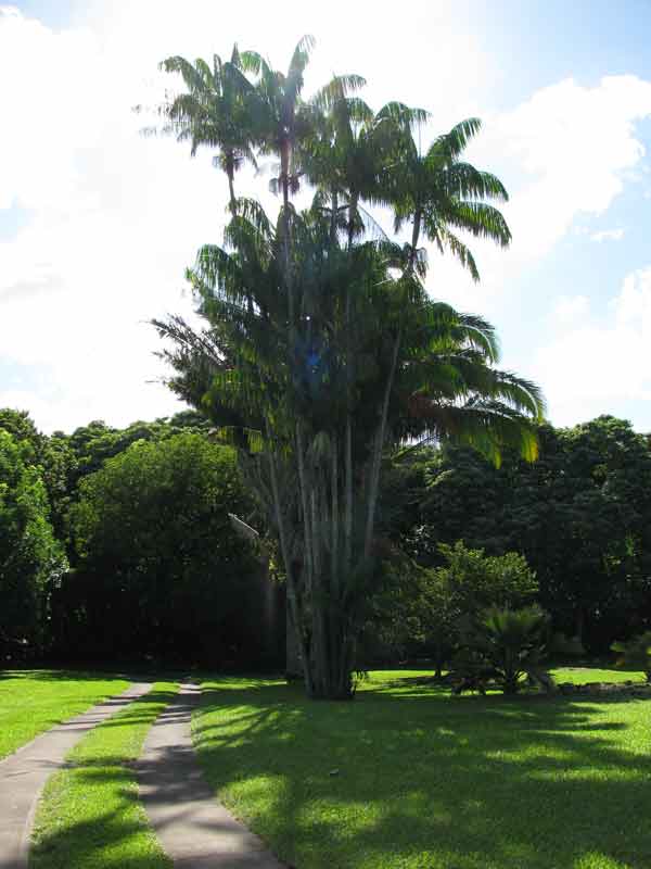 Nibung (Oncosperma tigillarium)