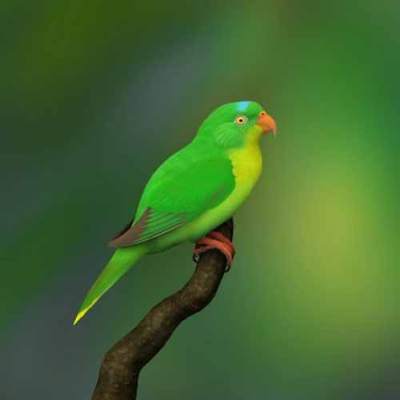 Perkici Buru Charmosyna toxopei