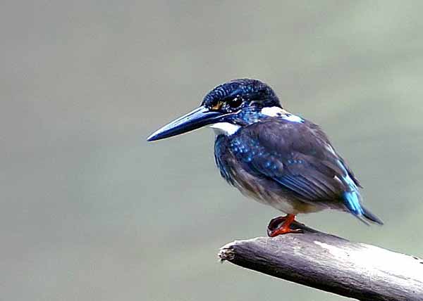 Raja-udang kalung-biru Alcedo euryzona