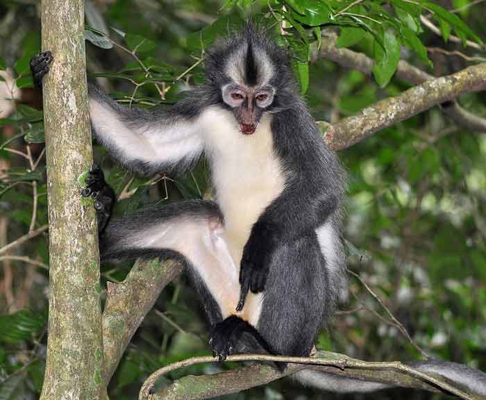 Rungka atau Thomas’s Langur