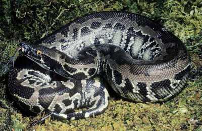 Sanca darah hitam (Python curtus)