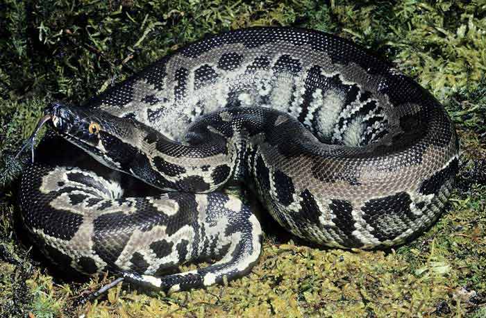 Sanca darah hitam (Python curtus)