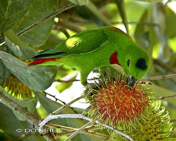 Burung Serindit Melayu atau Loriculus galgulus
