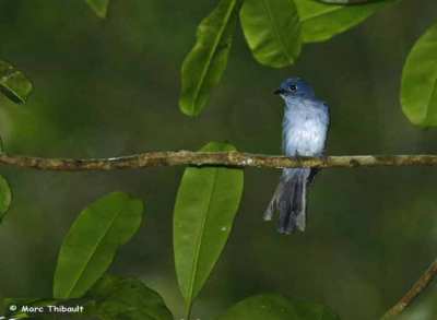 Seriwang Sangihe Eutrichomyias rowleyi