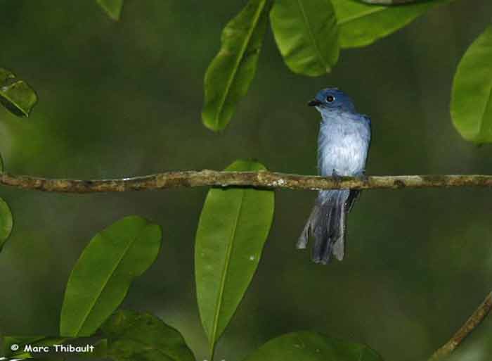 Seriwang Sangihe Eutrichomyias rowleyi