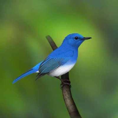 Sikatan Aceh Cyornis ruckii