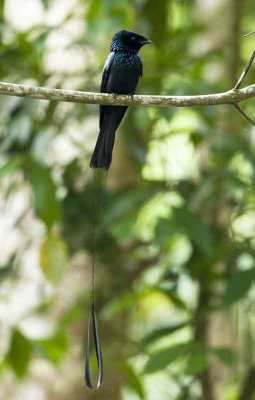 Burung Srigunting Bukit (Dicrurus remifer)