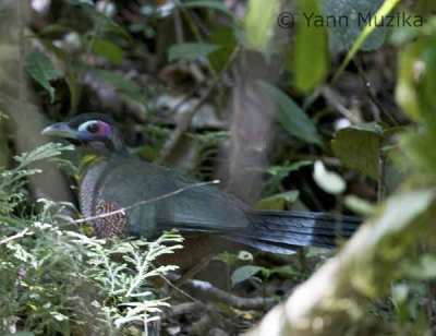 Tokhtor Sumatera Carpococcyx viridis