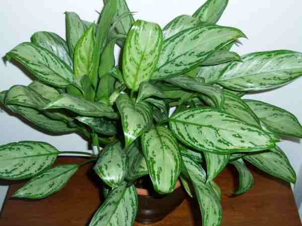 Aglaonema atau Sri Rejeki (Aglaonema crispum)
