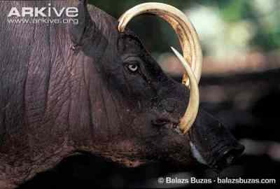 Babirusa Buru (Babyrousa babyrussa)