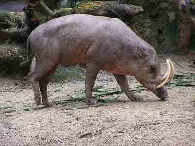 Babirusa Sulawesi (Babyrousa celebensis)