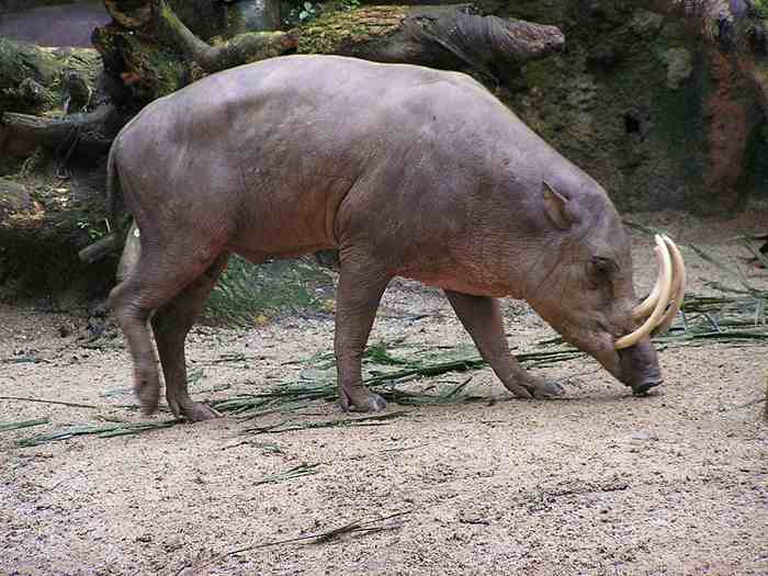 Babirusa Sulawesi (Babyrousa celebensis)