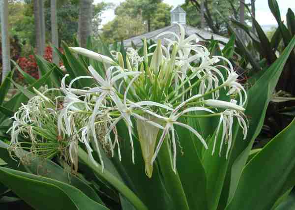 Bakung Putih atau Bakung (Crinum asiaticum)