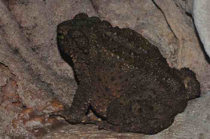 Bangkong Sungai (Phrynoidis aspera)