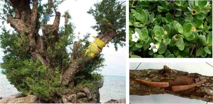 Pohon, batang, daung, dan bunga Stigi (Pemphis acidula)