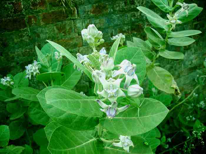 Biduri (Calotropis gigantea)