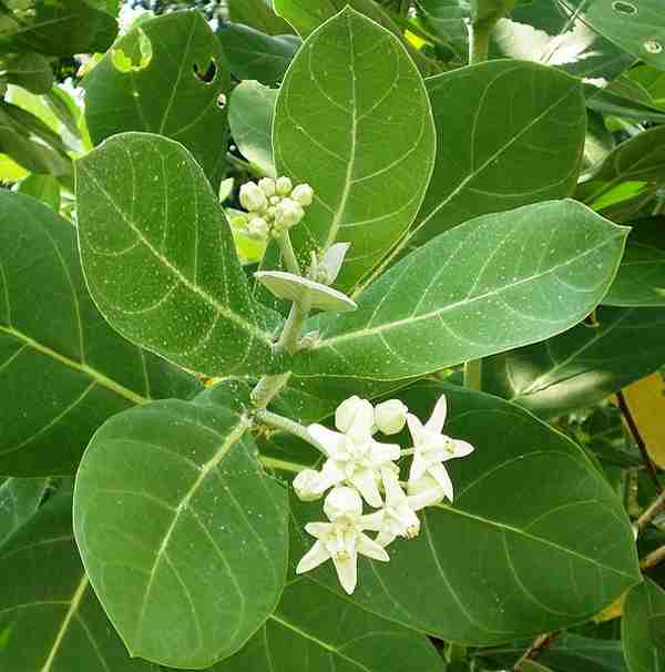 Biduri (Calotropis gigantea)