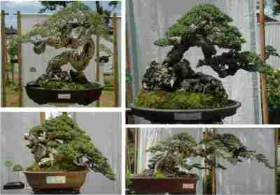 Bonsai Pemphis acidula Santigi