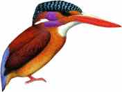 Burung Udang-merah Sangihe (Ceyx sangirensis)