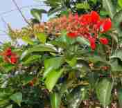 Dadap Merah (Erythrina crista-galli )