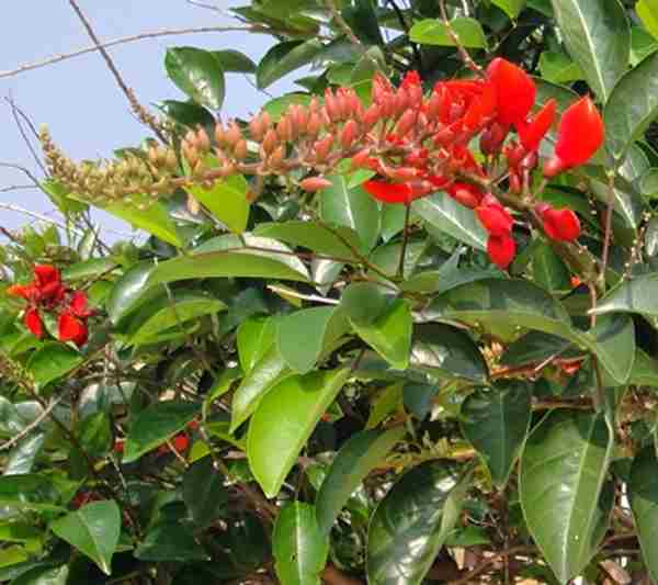 Dadap Merah (Erythrina crista-galli )