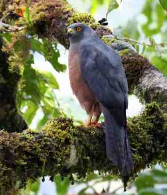 Burung Elang-alap Halmahera (Accipiter henicogrammus)