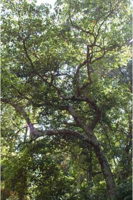 Pohon Ganitri (Elaeocarpus serratus)