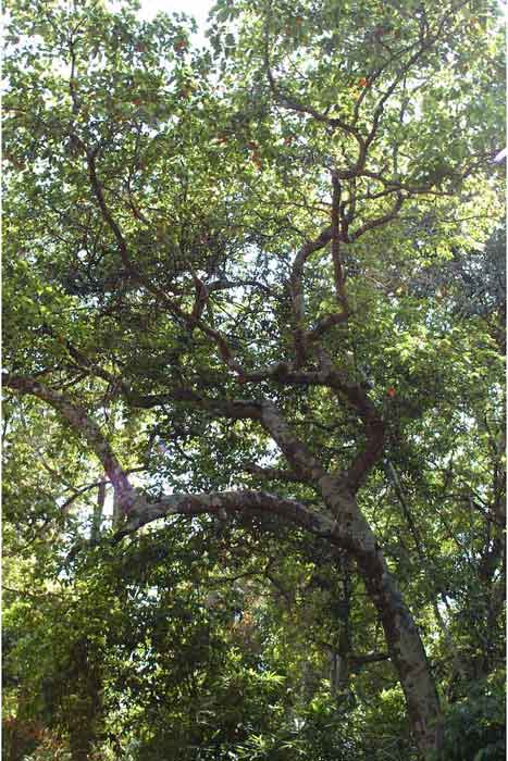 Pohon Ganitri (Elaeocarpus serratus)