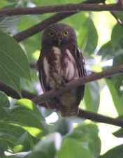 Glaucidium castanopterum (Beluk-watu&nbsp;Jawa)