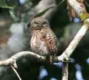 Glaucidium castanopterum (Belukwatu)