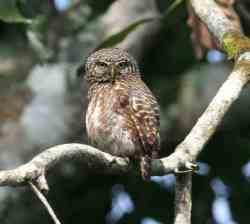Glaucidium castanopterum (Belukwatu)