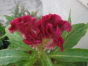 Jengger Ayam (Celosia argentea)