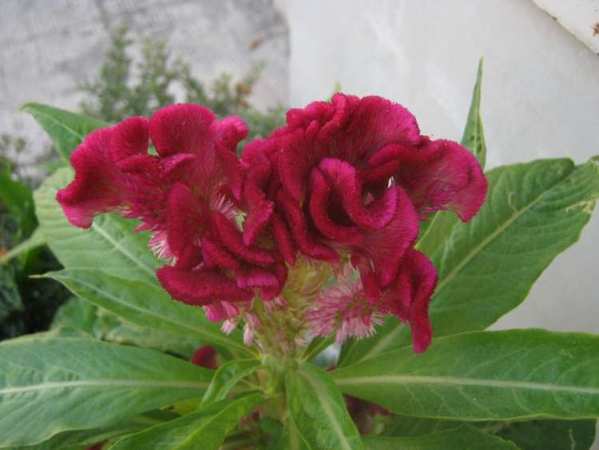 Jengger Ayam (Celosia argentea)