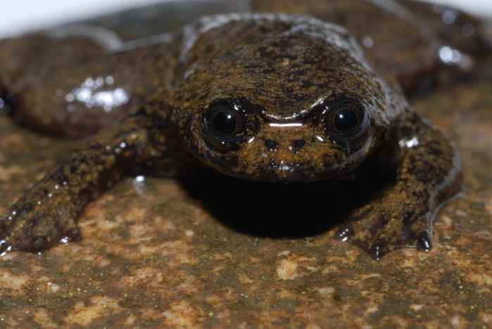 Katak Kepala-pipih Kalimantan (Barbourula kalimantanensis) 3