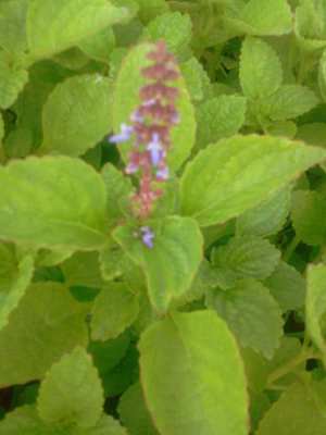 Daun tanaman Kentang Jawa Plectranthus rotundifolius