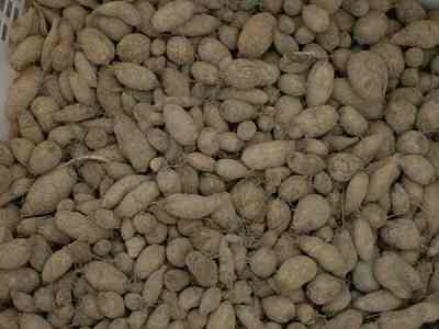 Umbi Kentang Jawa Plectranthus rotundifolius