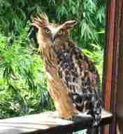 Ketupa ketupu (Beluk Ketupa)