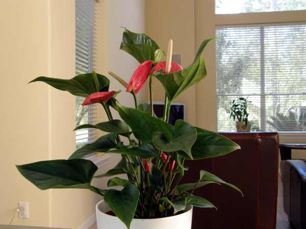 Kuping Gajah (Anthurium andraeanum)