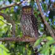 Ninox connivens (Punggok Gonggong)