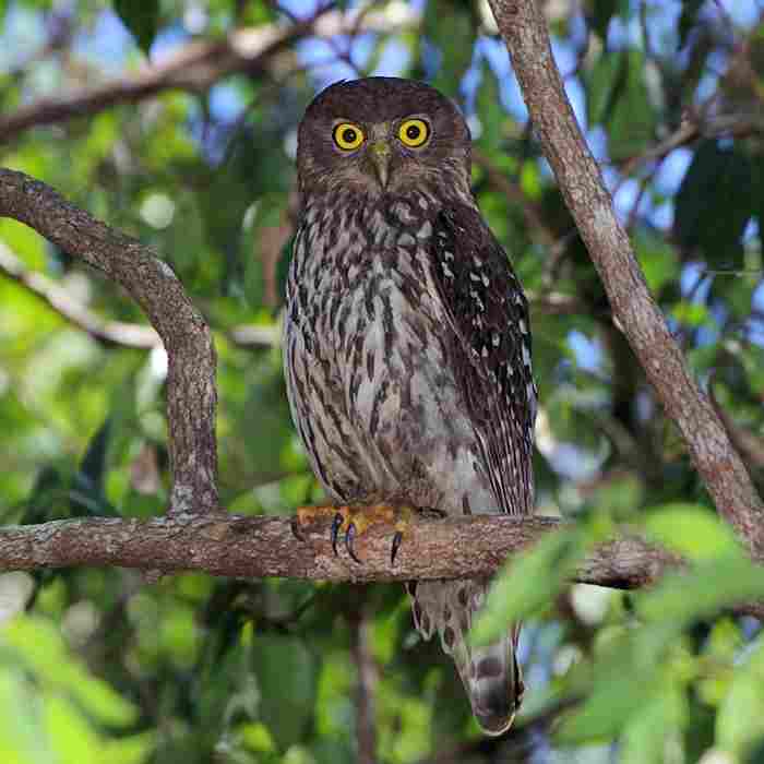Ninox connivens (Punggok Gonggong)