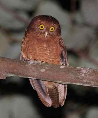 Ninox ios (Punggok Minahasa, Pungguk Merah-tua)