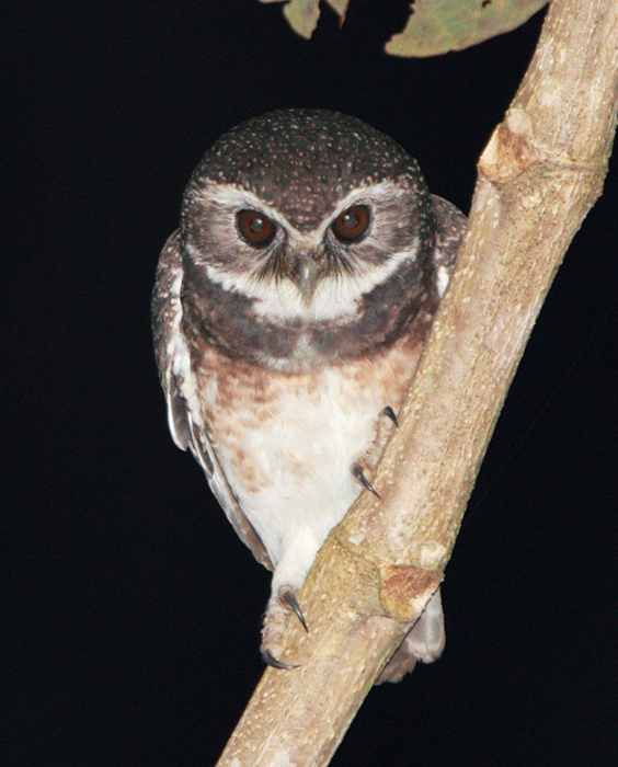 Ninox punctulata (Punggok Tutul)